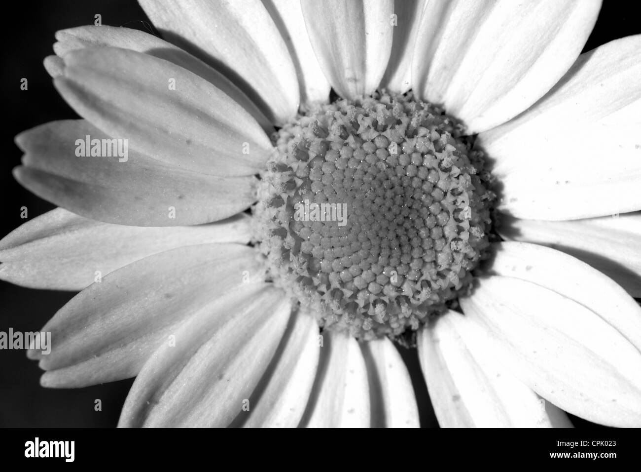 rough looking white flower isolated on black fine arts photo. Stock Photo