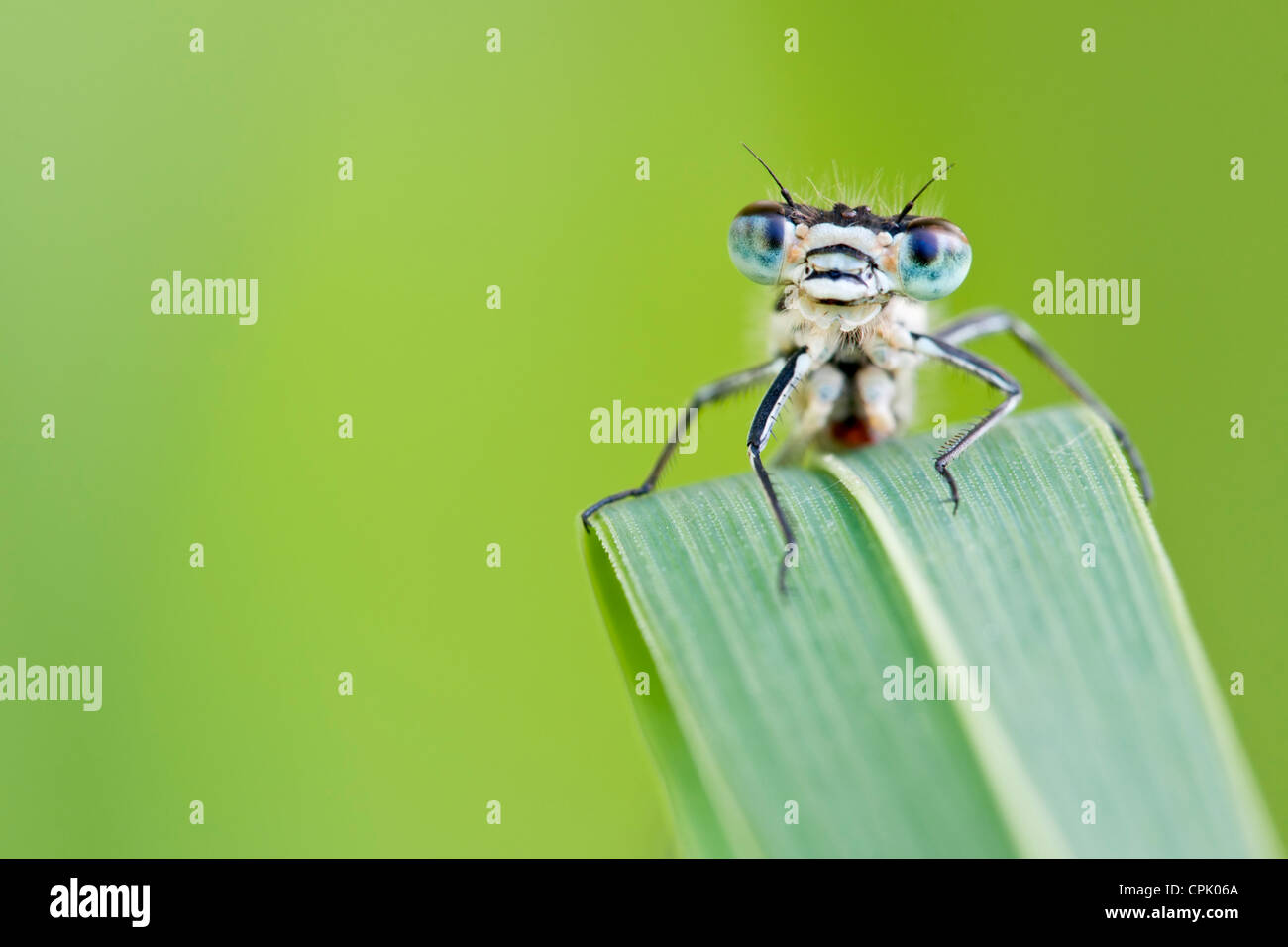 Common blue damselfly peering over a blade of grass Stock Photo - Alamy