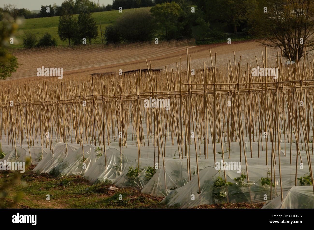 Bean pole hi-res stock photography and images - Alamy