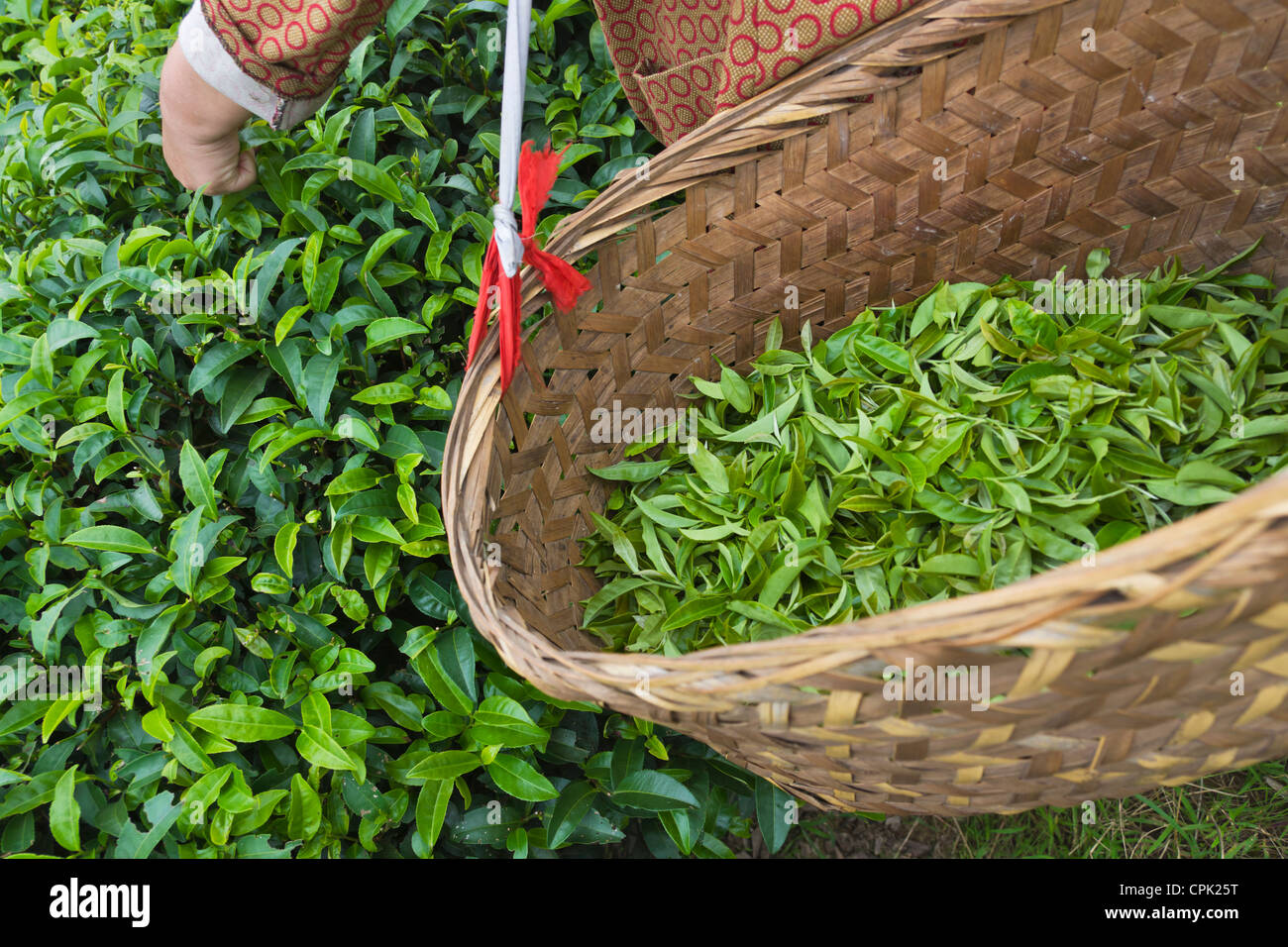 Harvesting Tieguanyin tea leaves at a tea plantation, Fujian, China Stock Photo