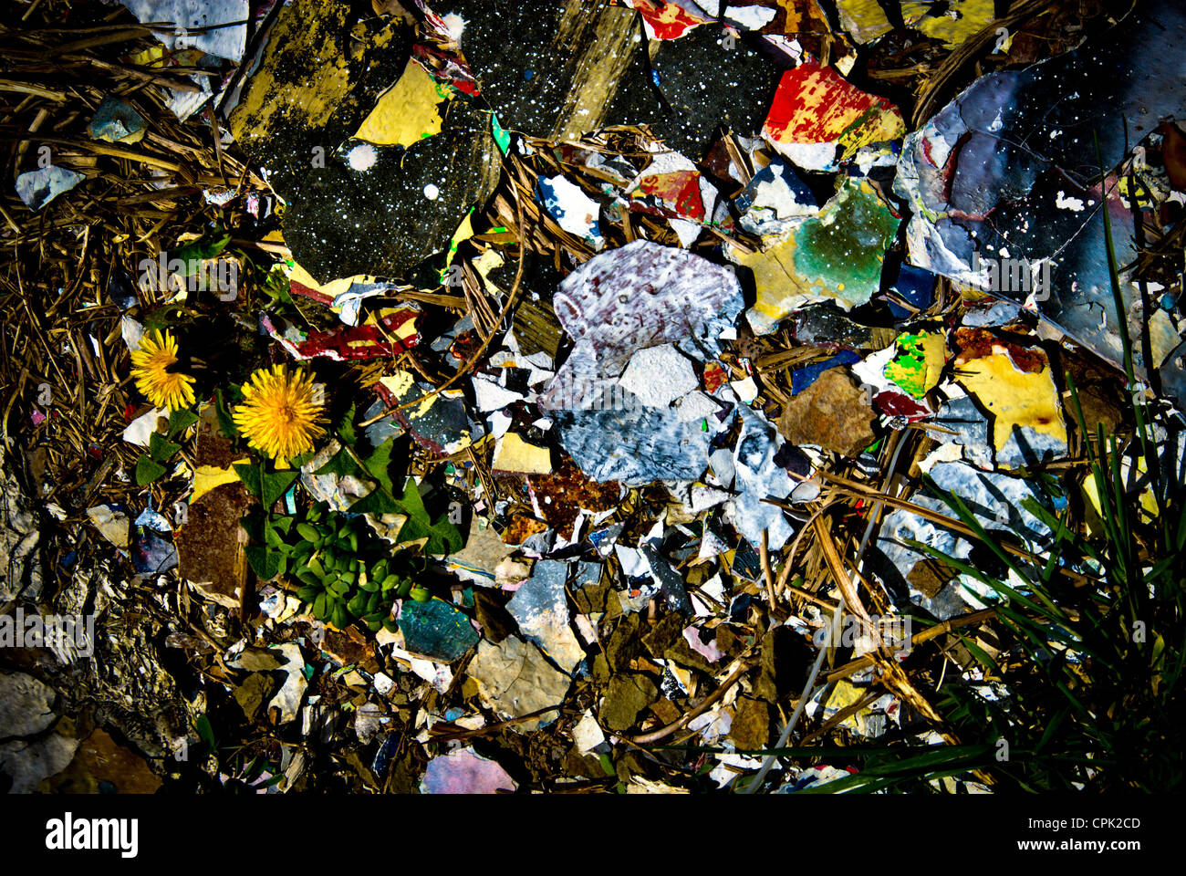 A dandelion is seen amidst a large amount of chipped paint on the group Stock Photo