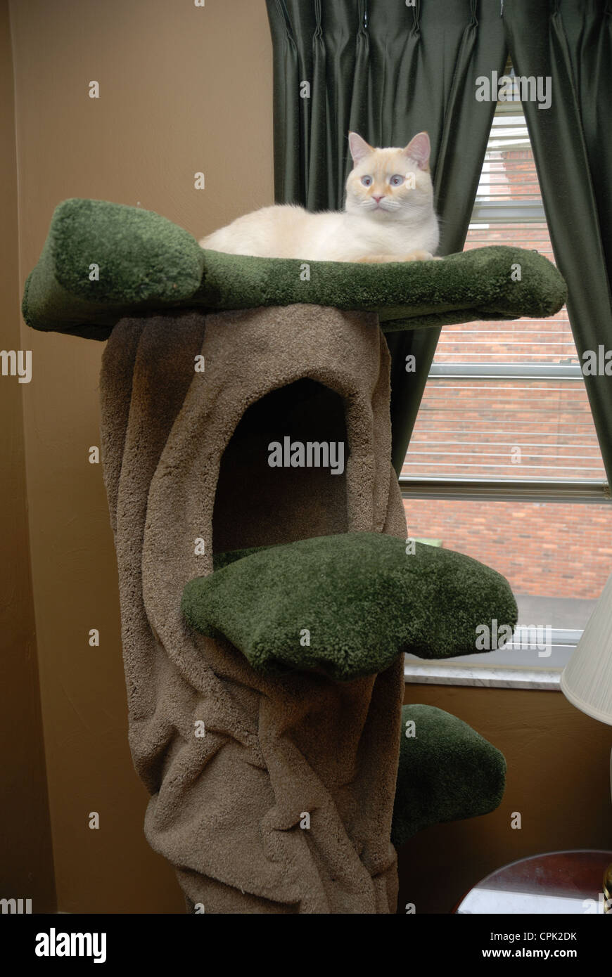elaborate cat tree