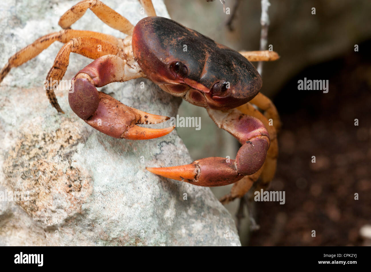 Stock photo of a black land crab defensive posture. Stock Photo