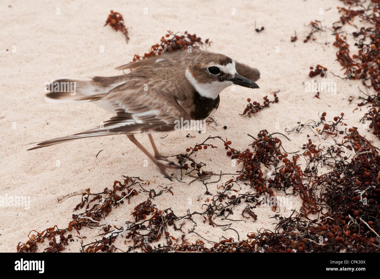 Stock photo of a Wilson's plover feigning injury. Stock Photo