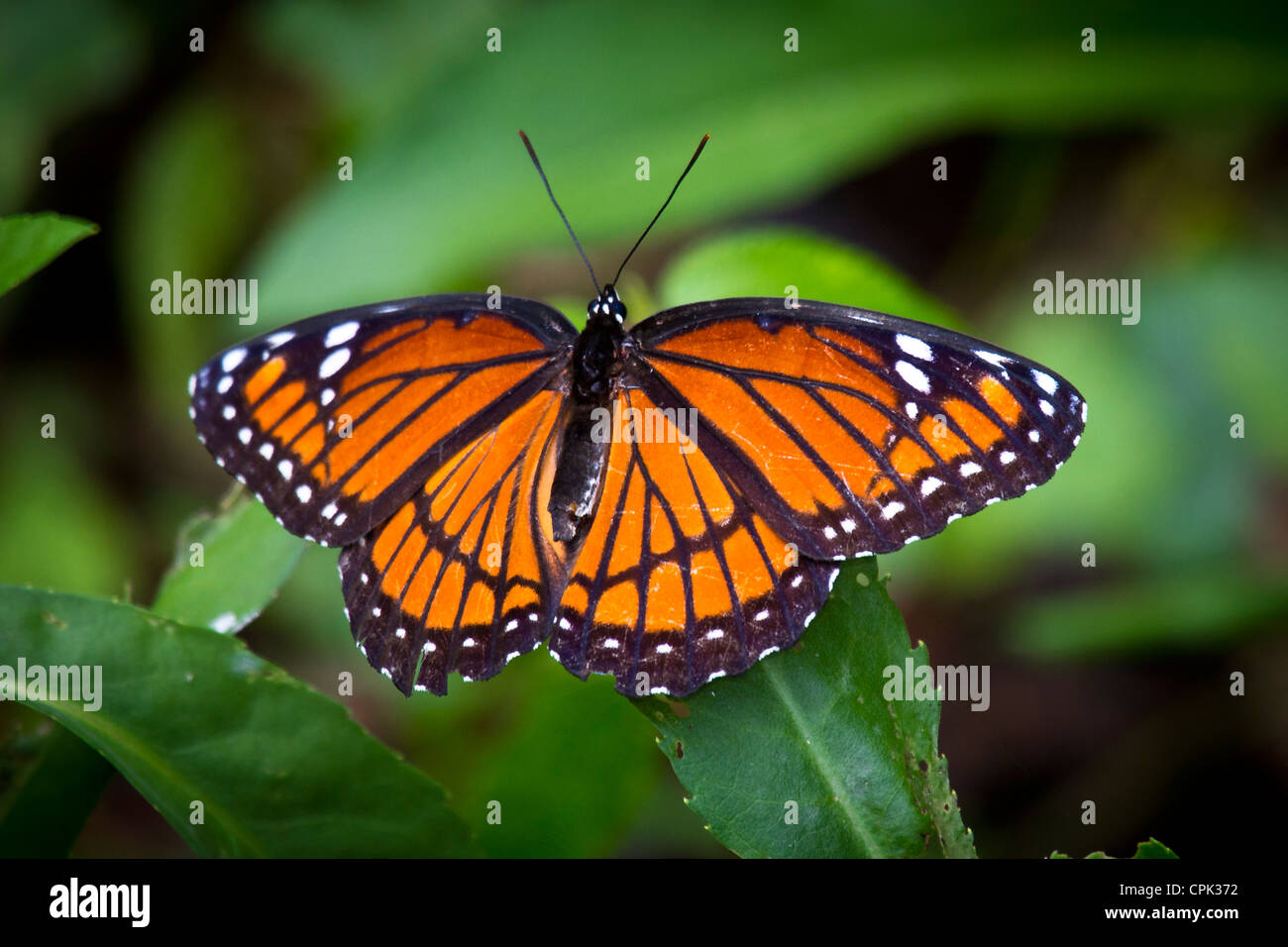 An orange butterfly Stock Photo