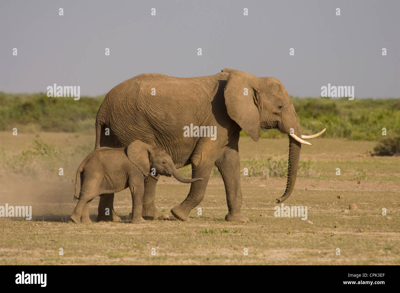 Elephant with young Stock Photo