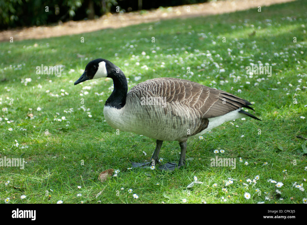 Canadian Goose, UK Stock Photo - Alamy