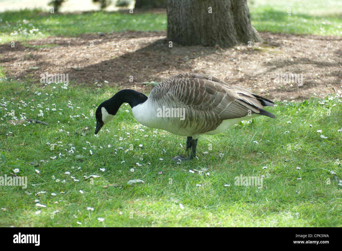 Canadian Goose, UK Stock Photo - Alamy