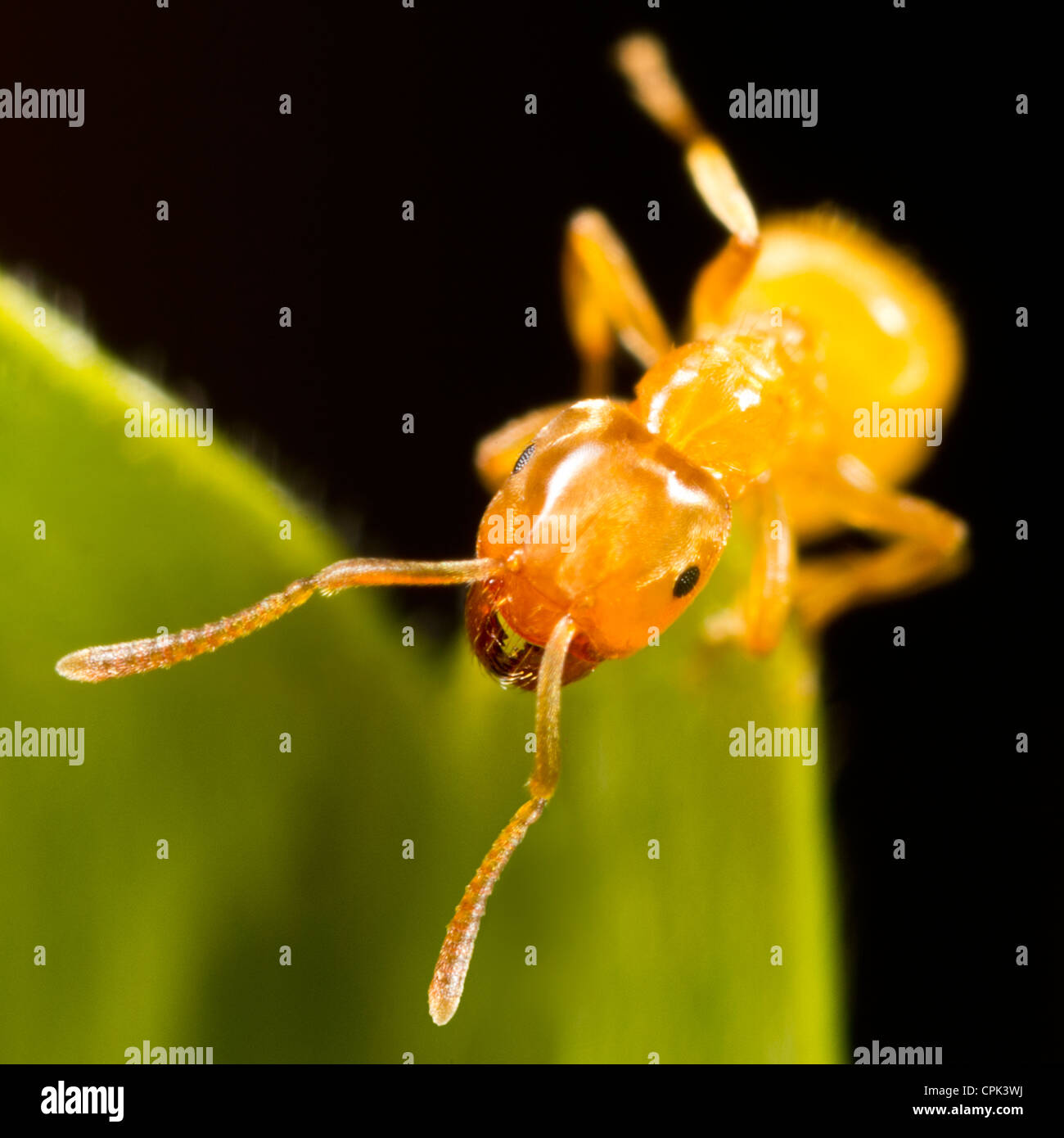 Creatceouse Insects Cretaceous plants insects hi-res stock photography and images - Alamy