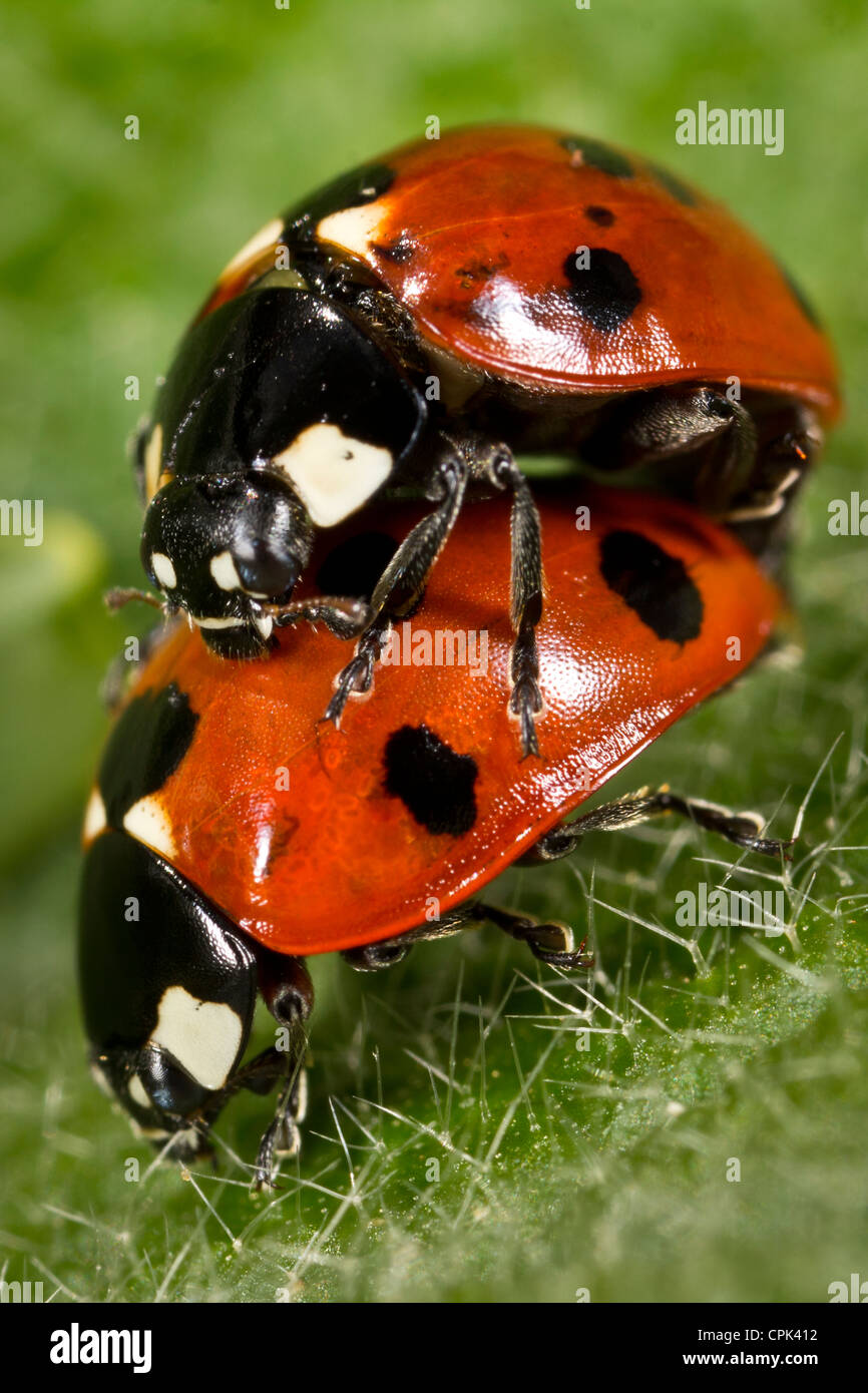 Ladybirds mating Stock Photo