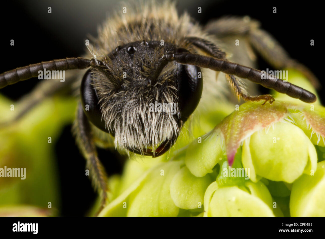 A Mason Bee Stock Photo