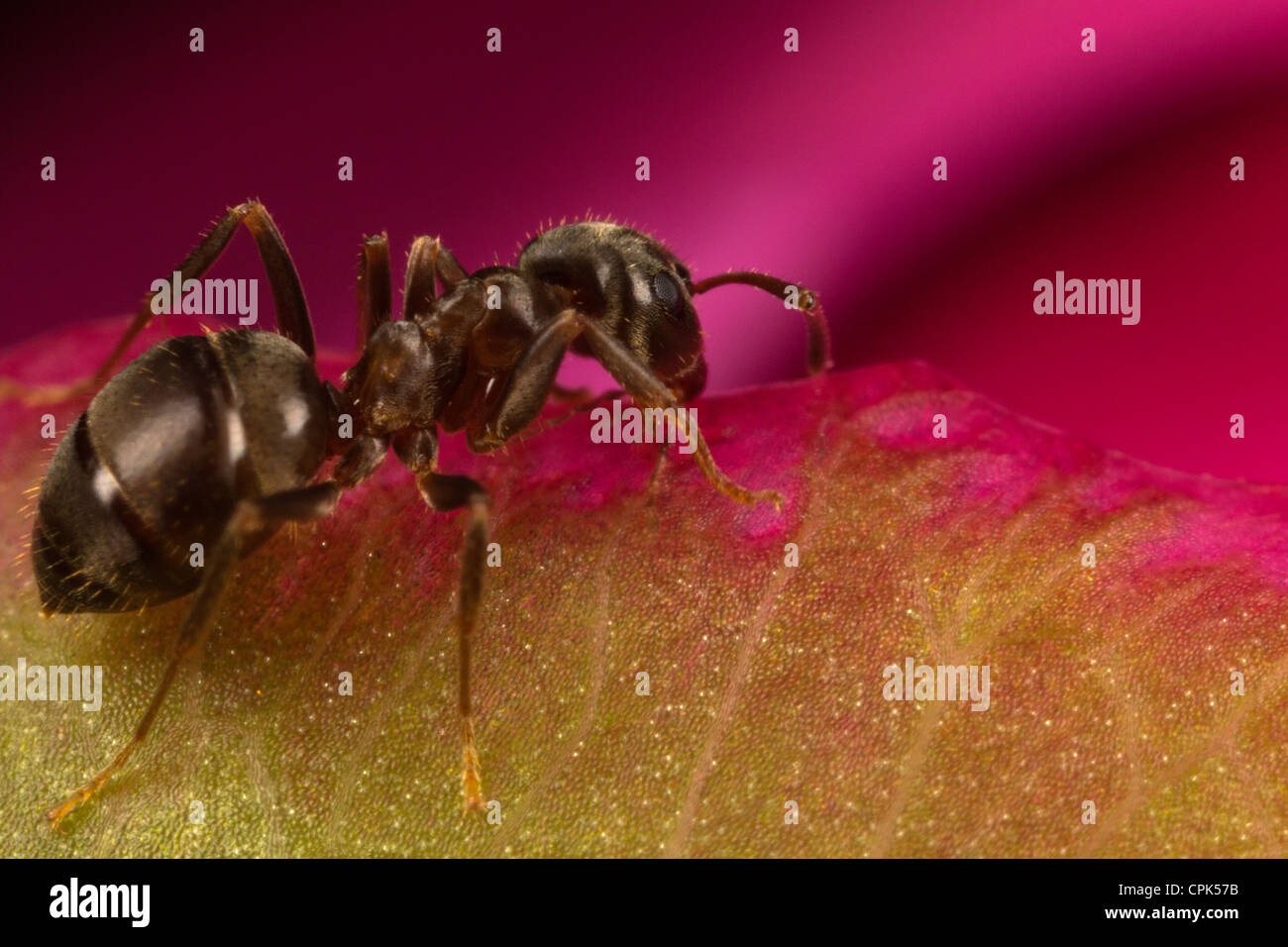 Ant Stock Photo