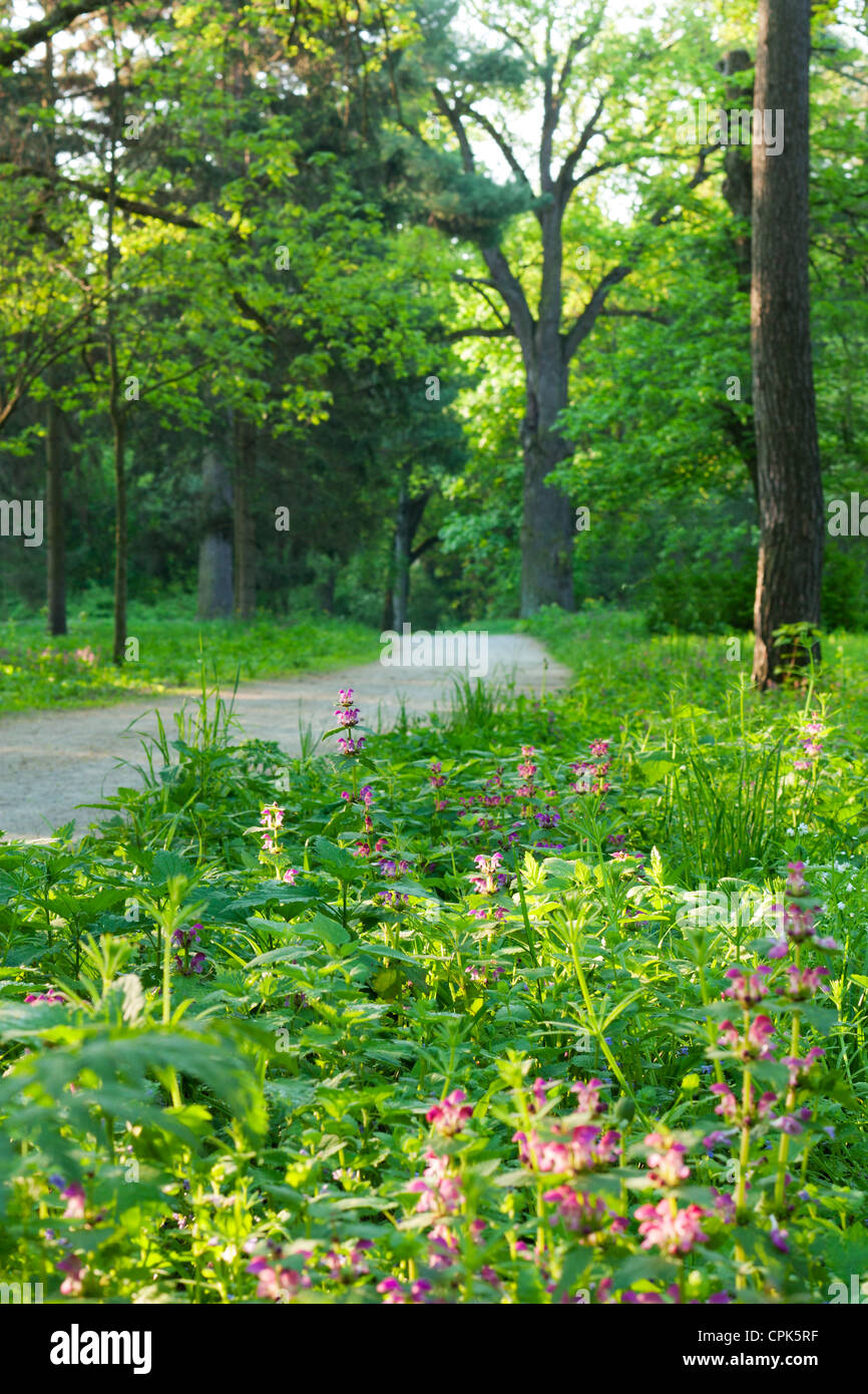 Divine pathway hi-res stock photography and images - Alamy