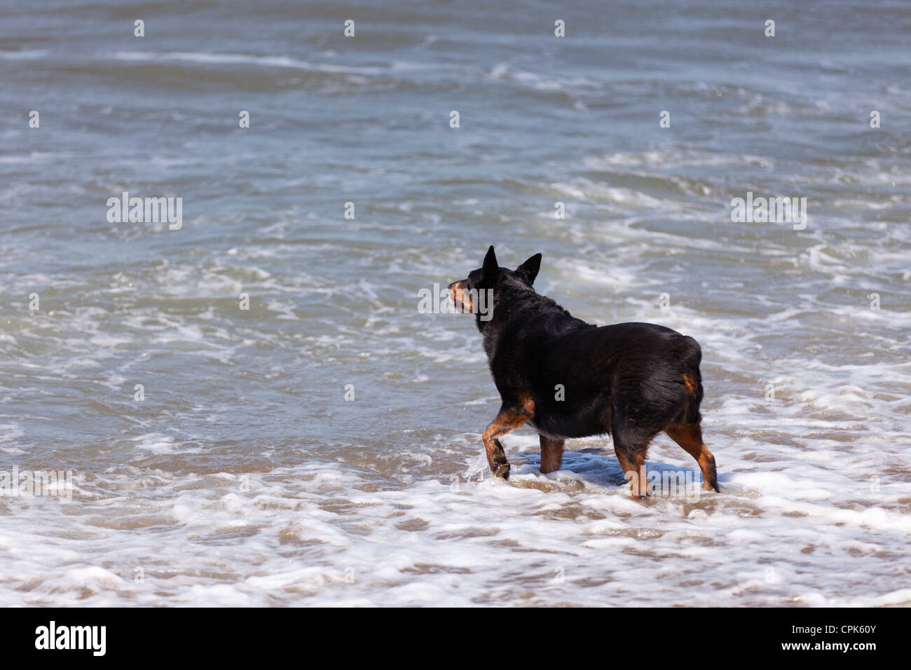 A large black dog walking on the beach Stock Photo