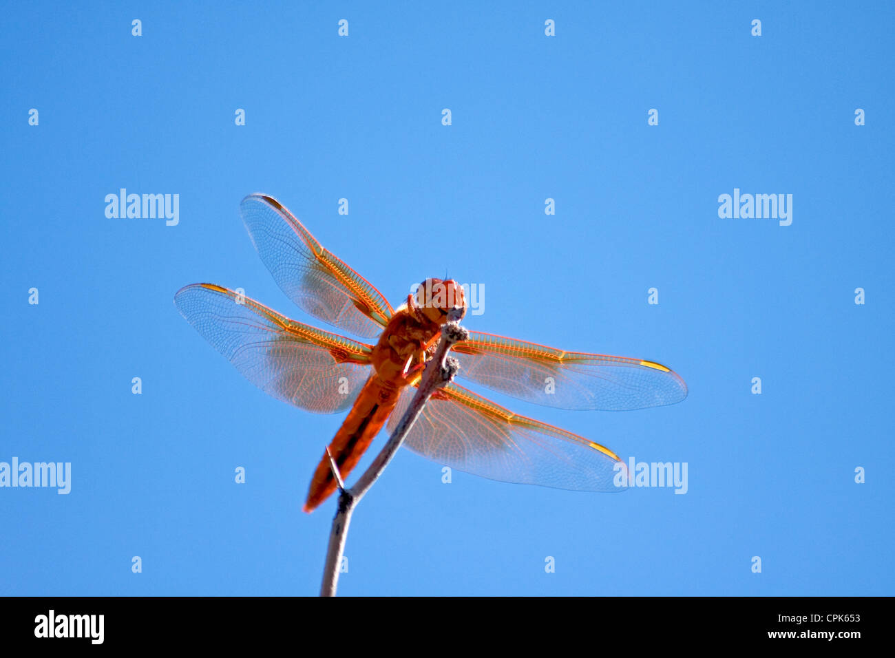 Red dragonfly Stock Photo