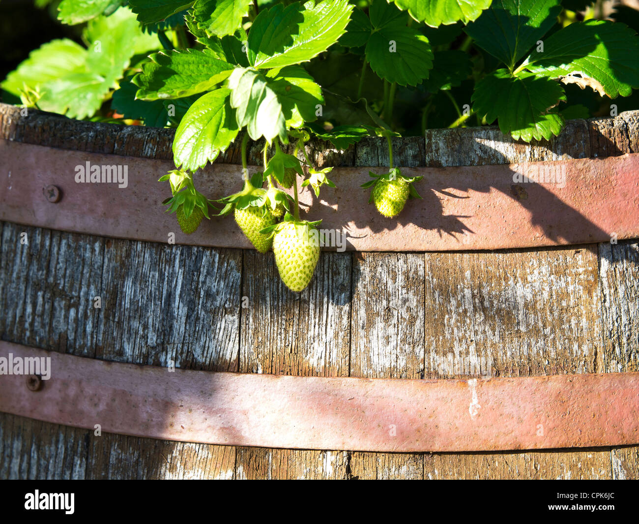 strawberry plant growing in the wooden barrel Stock Photo Alamy