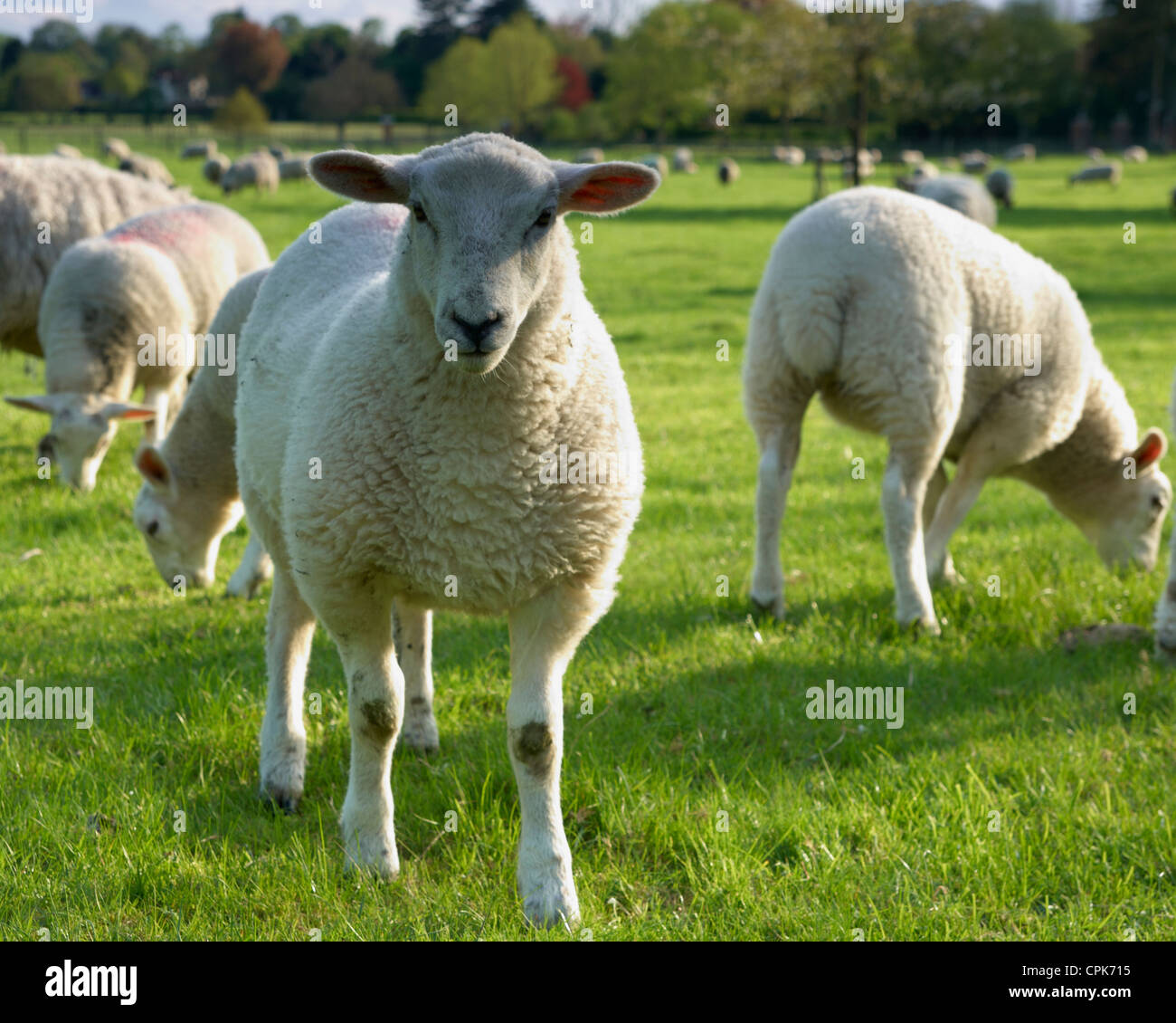New season lamb Stock Photo Alamy