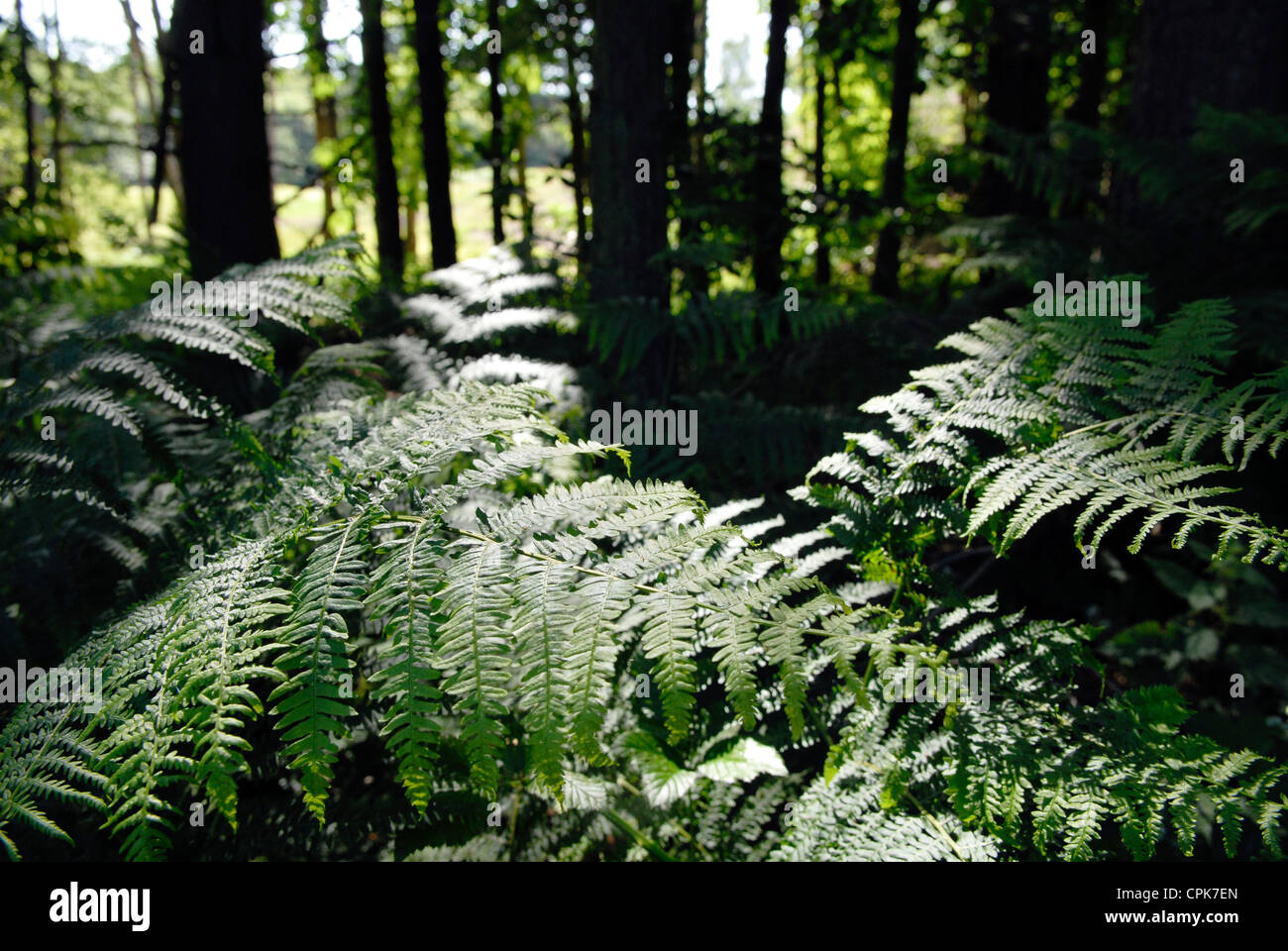 Woodland ferns hi-res stock photography and images - Alamy