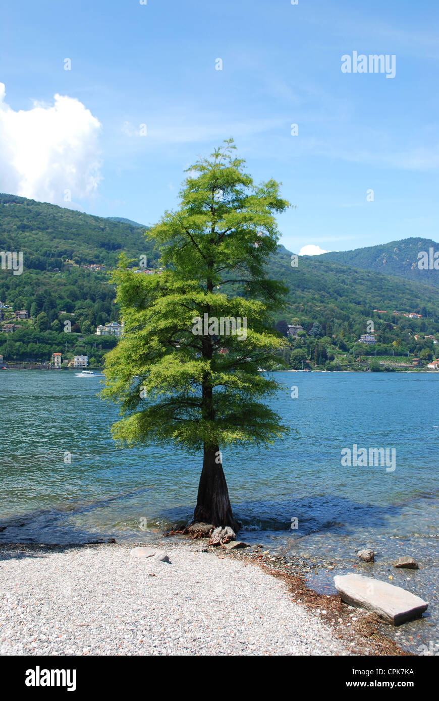 Lone pine tree growing in the water, Isola Bella, Borromean Island on Maggiore lake, Italy Stock Photo