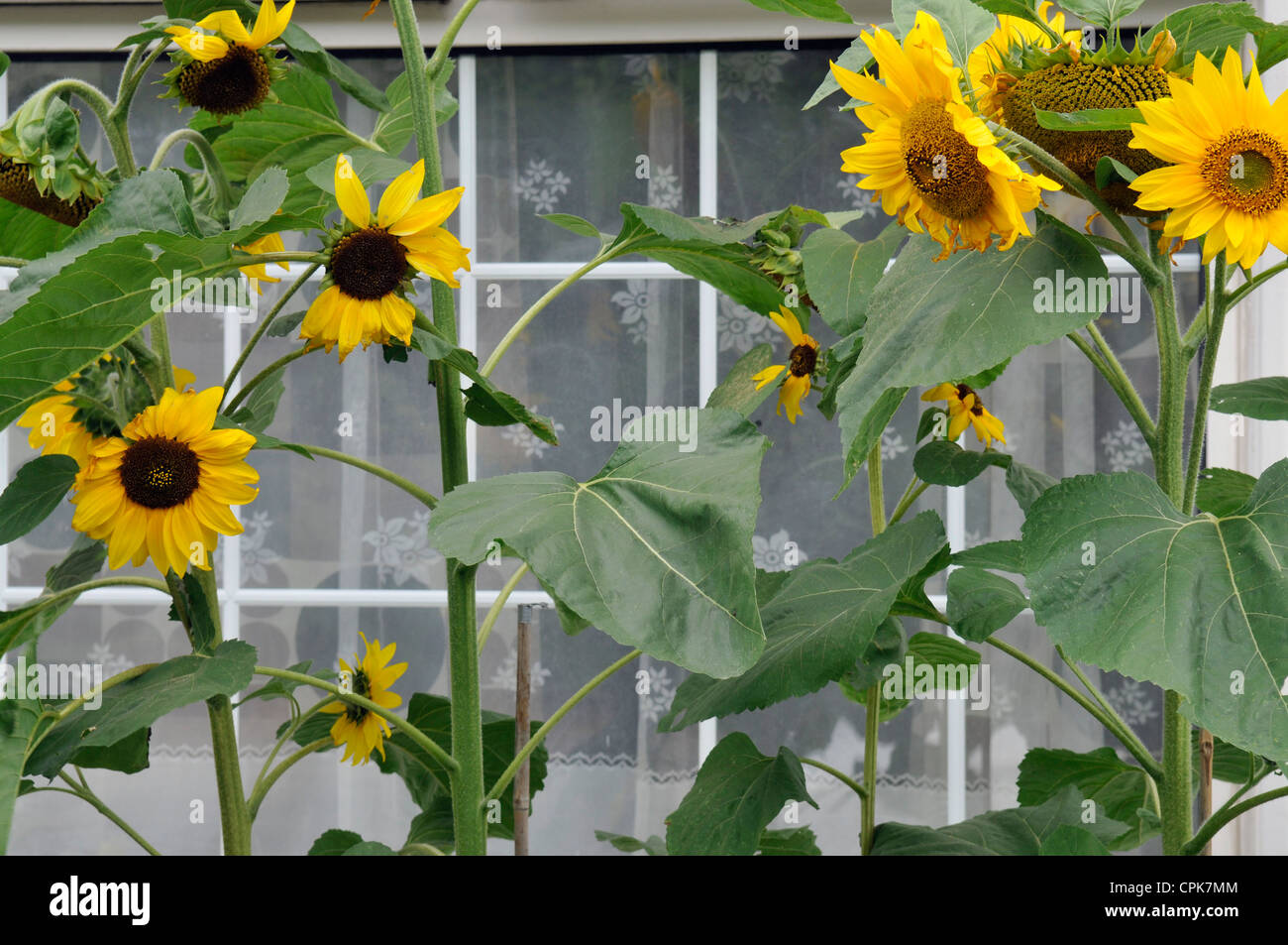 Sunflowers in front of residential house Stock Photo