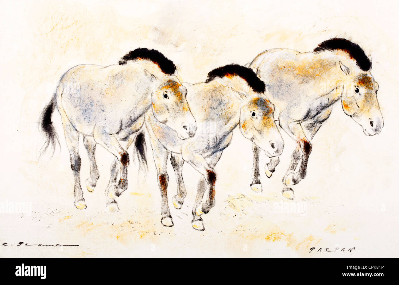 Group of Tarpan (Equus ferus ferus) - pastel chalk on paper by Kurt Tessmann Stock Photo
