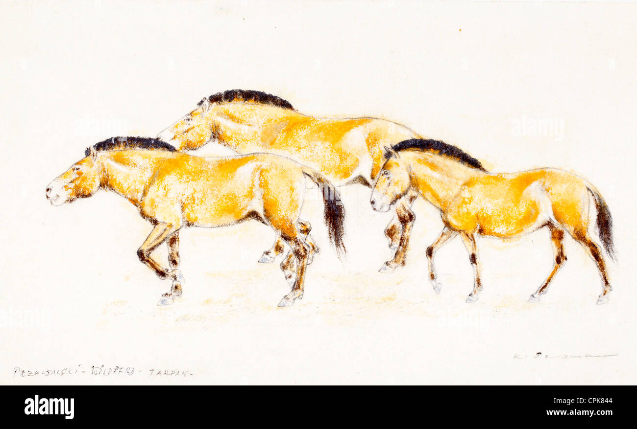 Group of Przewalski’s horses (Equus ferus przewalskii) - pastel chalk on paper by Kurt Tessmann Stock Photo