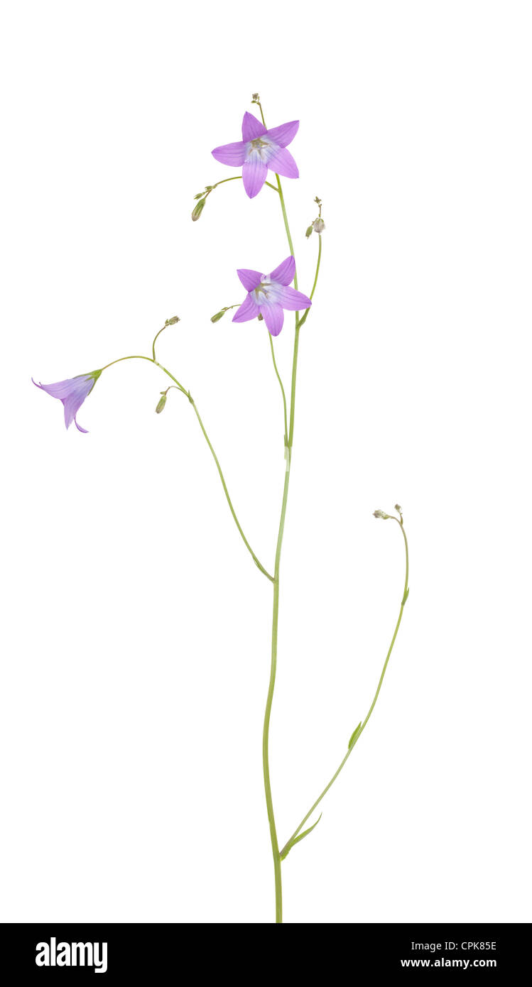 purple flower harebell (Campanula patula) on white Stock Photo
