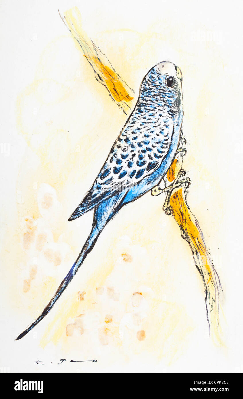 Budgerigar (Melopsittacus undulatus) - pastel chalk on paper by Kurt ...
