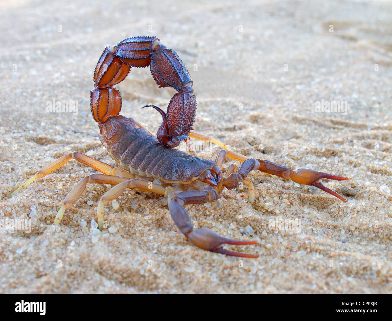 Aggressive scorpion (Parabuthus spp.), Kgalagadi Transfrontier Park, South Africa Stock Photo