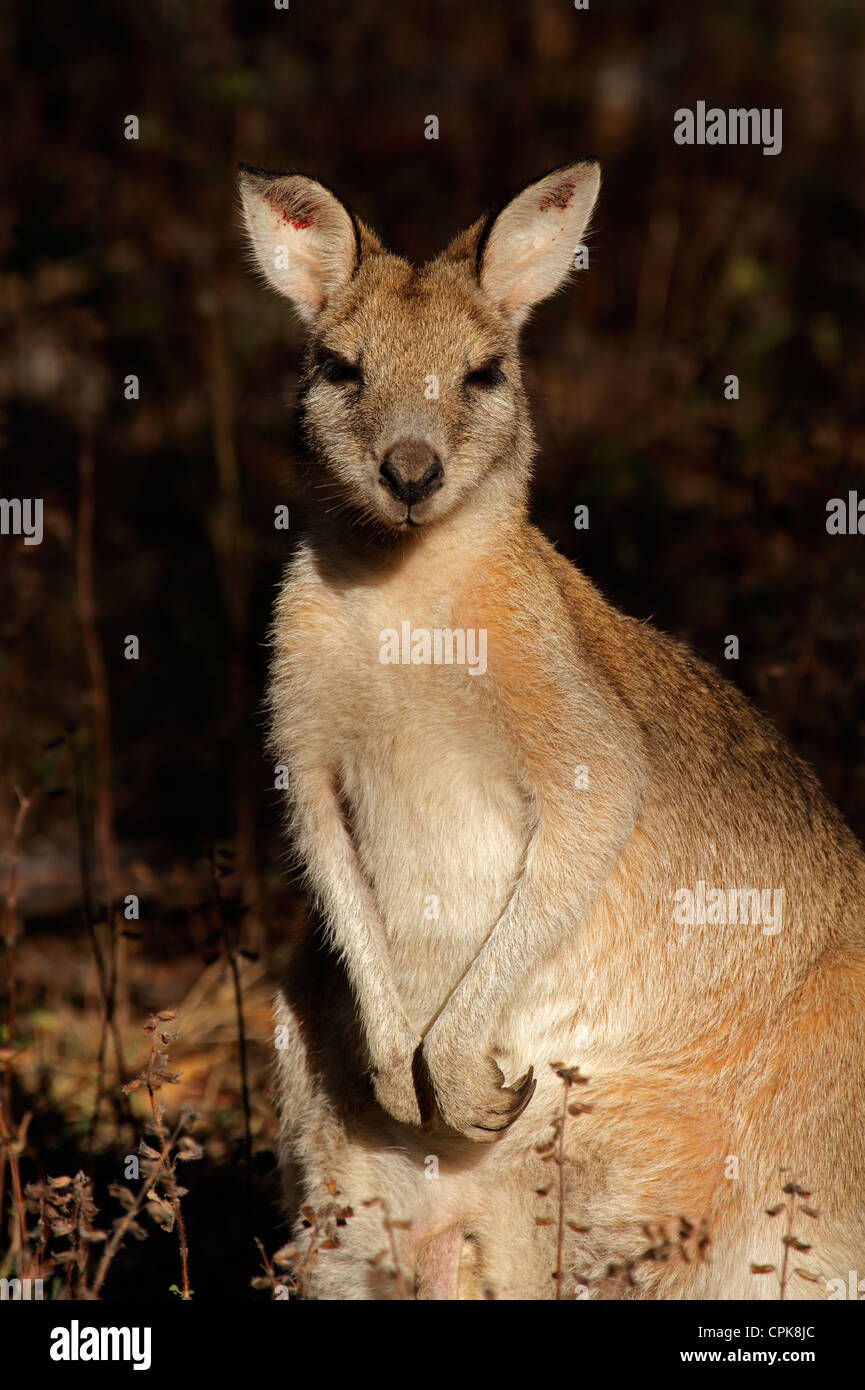 Female Agile Wallaby (Macropus agilis), Kakadu National Park, Northern territory, Australia Stock Photo