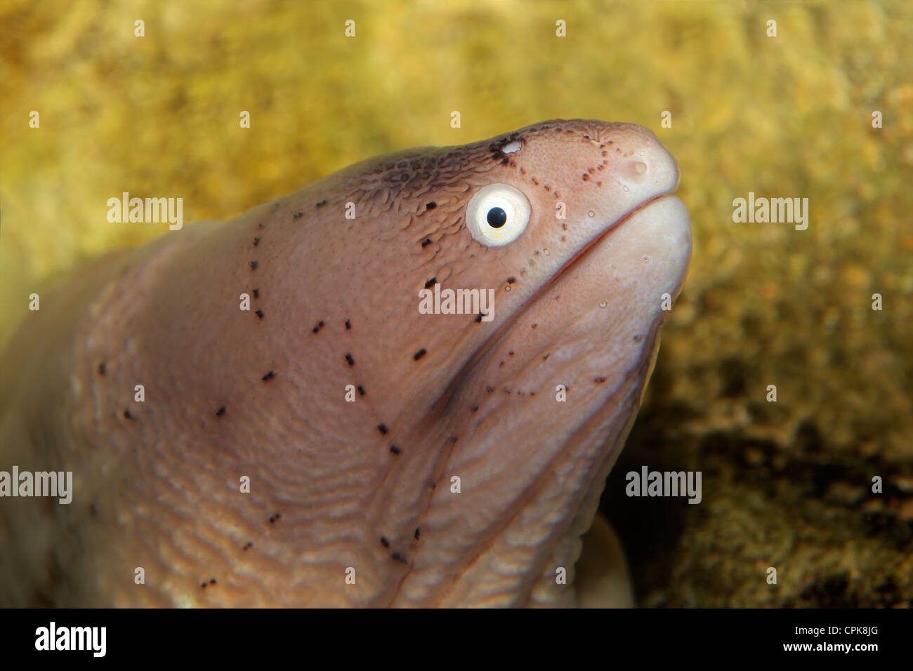 Portrait of a geometric moray eel (Gymnothorax griseus) Stock Photo