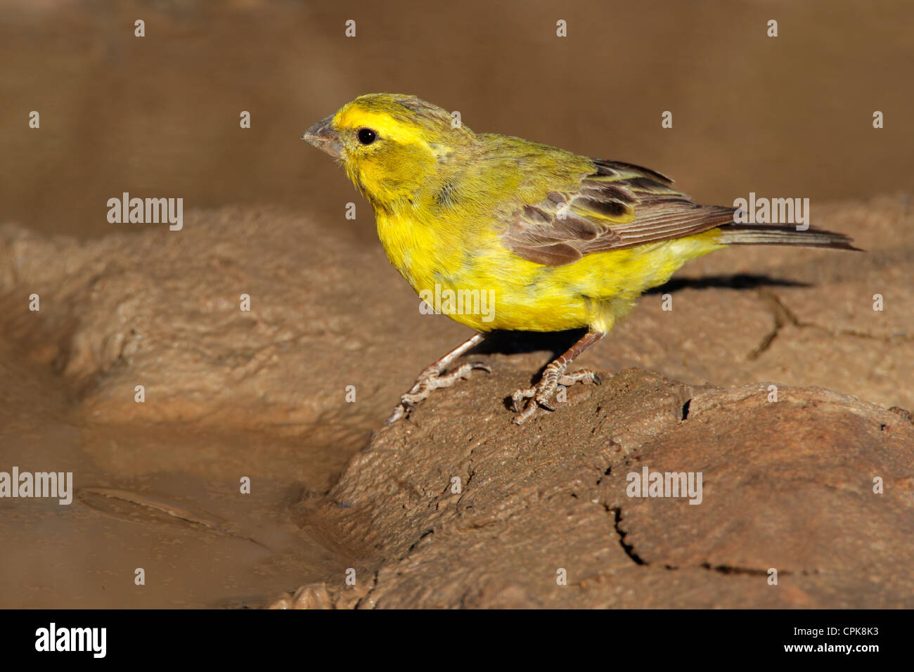 Yellow canary (Serinus mozambicus), Kgalagadi Transfrontier Park, South Africa Stock Photo