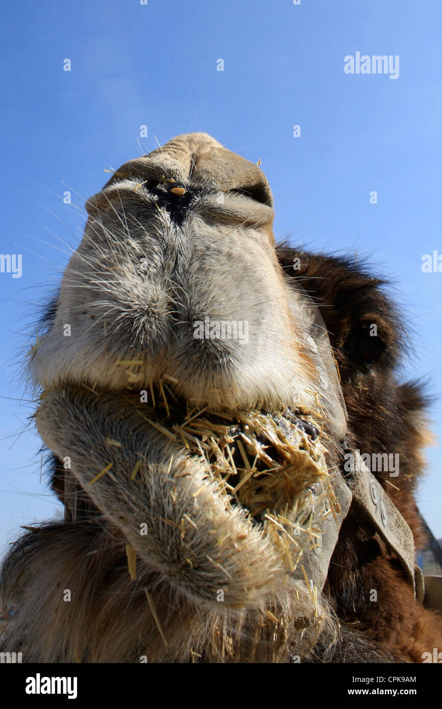 A Camel chewing straw Stock Photo
