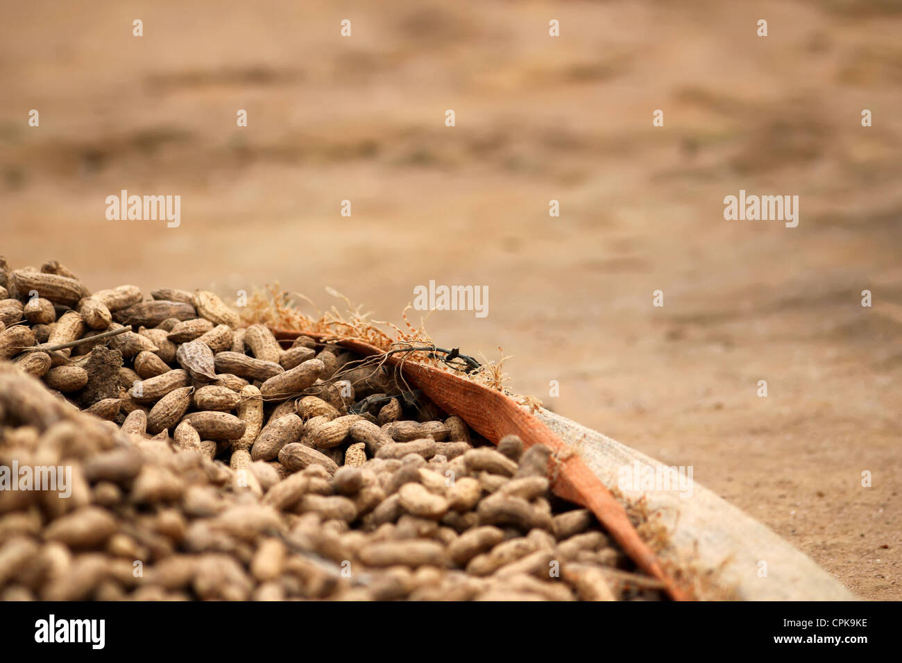 Peanuts at the Rwanda farm Stock Photo