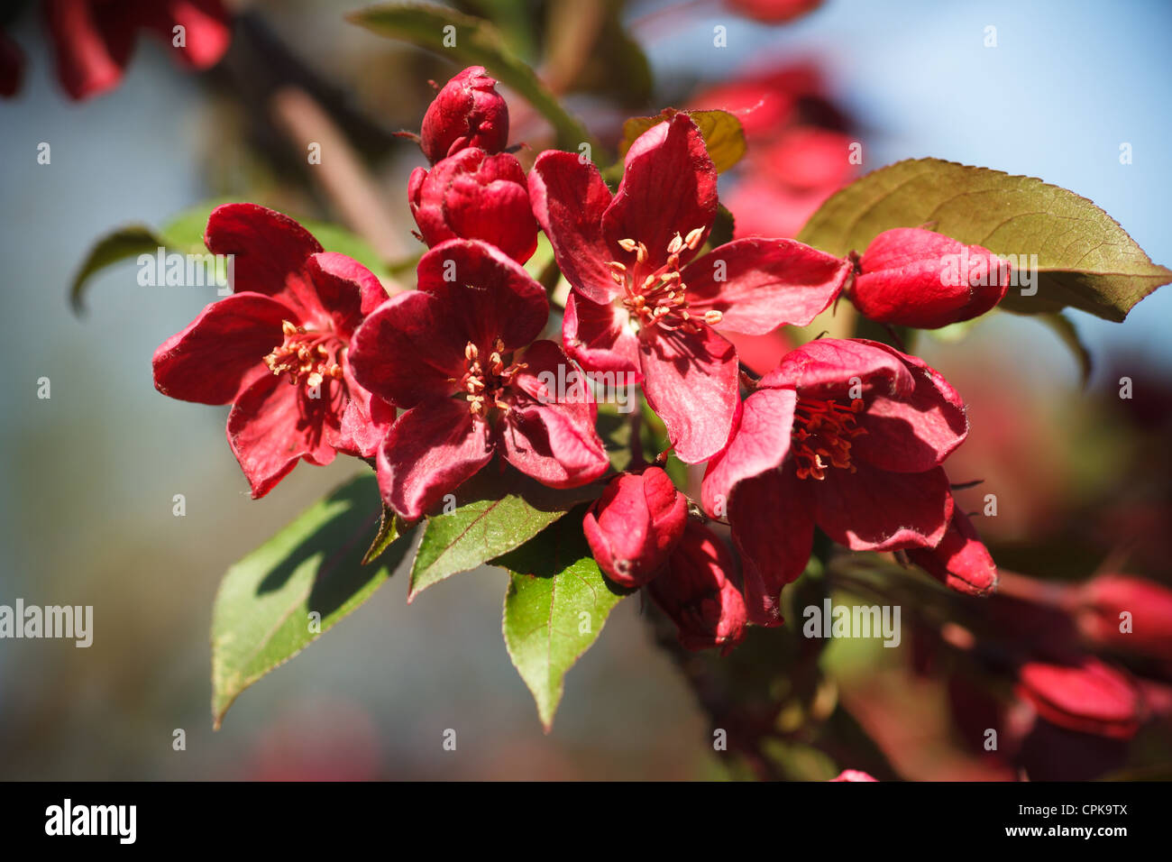 Flowering Crabapple tree Stock Photo - Alamy