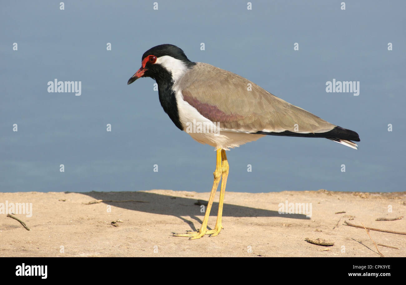 Bird of india hi-res stock photography and images - Alamy