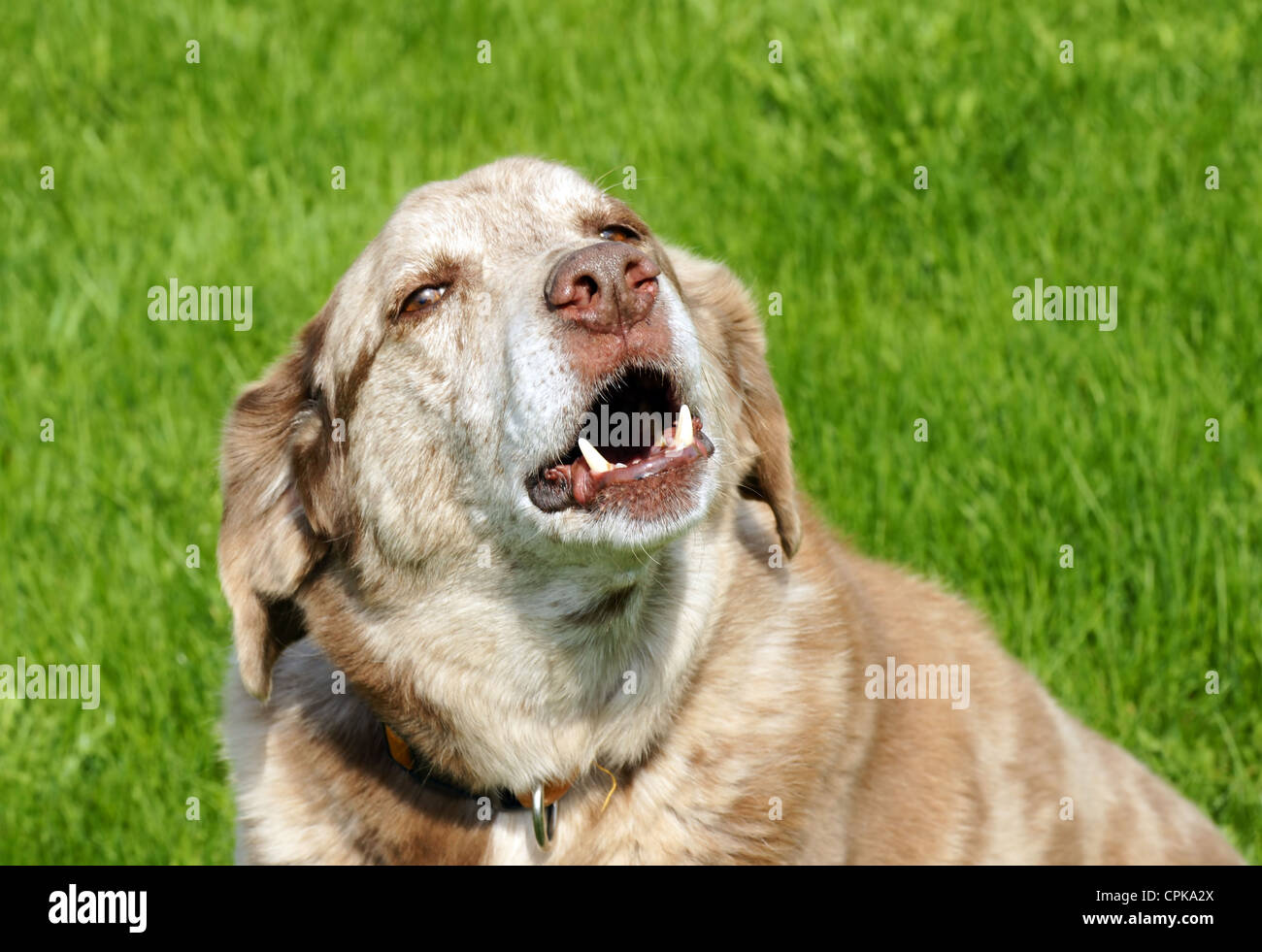 What Breed Of Dog Has The Largest Teeth