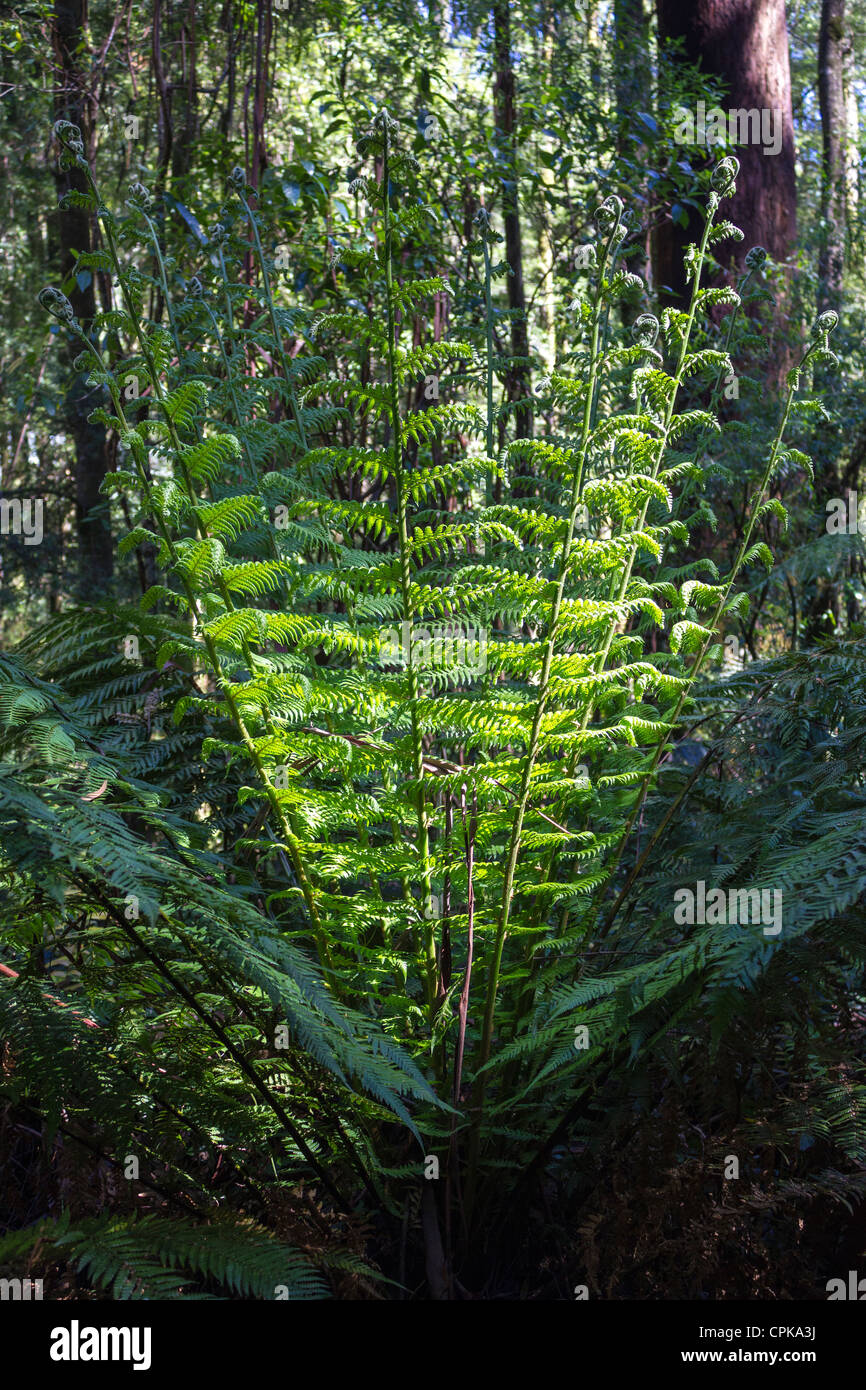 fern in temperate rainforest in Great Otway National Park, Victoria, Australia Stock Photo