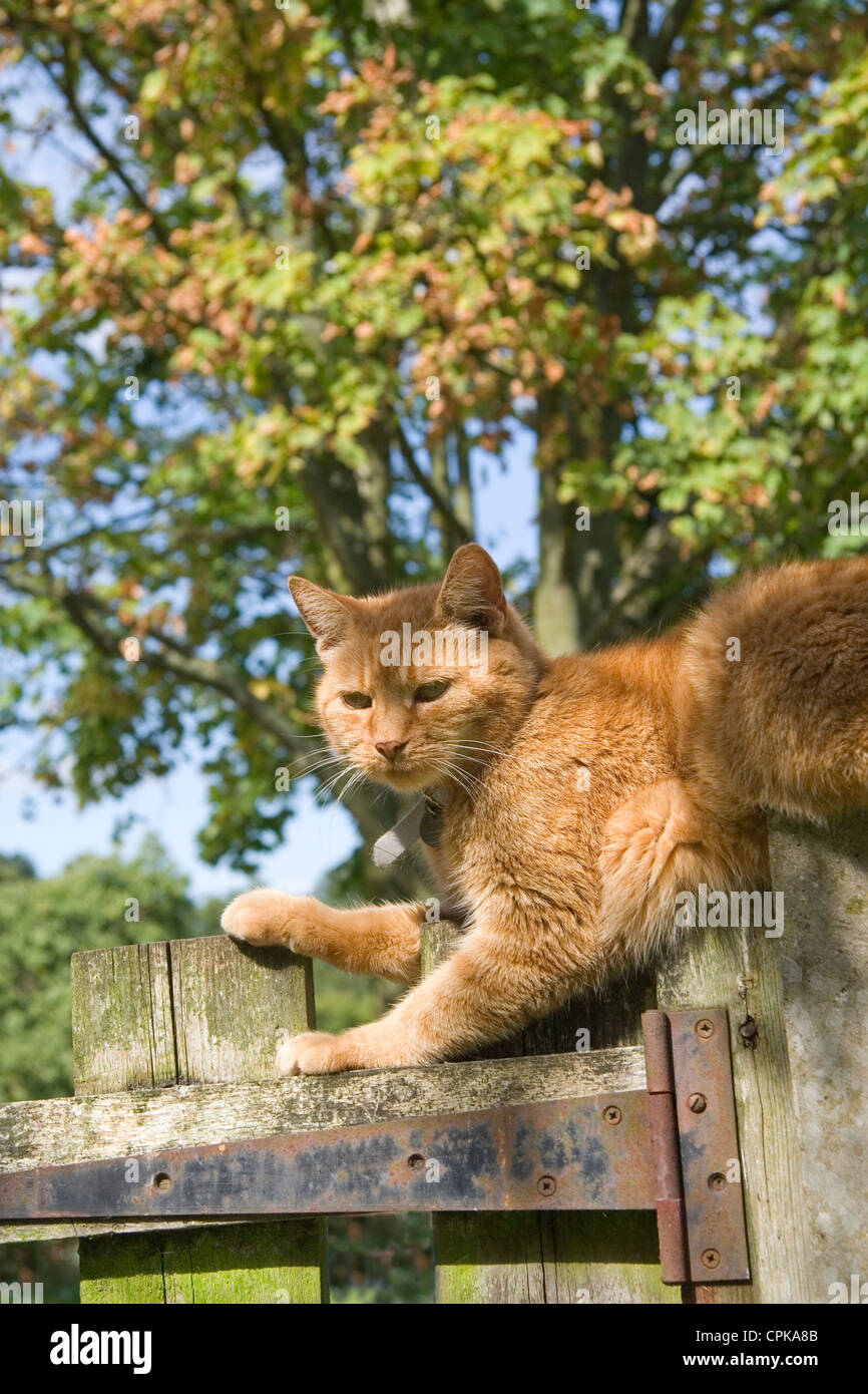 Ginger cat sitting on fence hi-res stock photography and images - Alamy