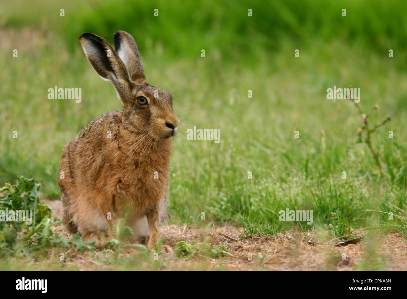 Brown Hare European crouching in Grass field Stock Photo - Alamy