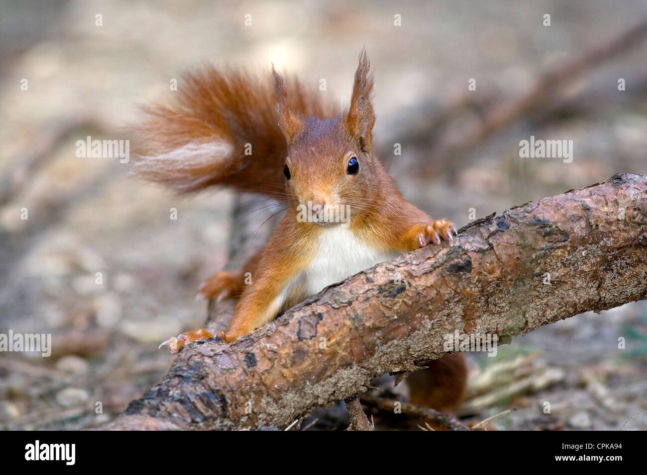 Red Squirrel in Forest habitat at Formby Stock Photo