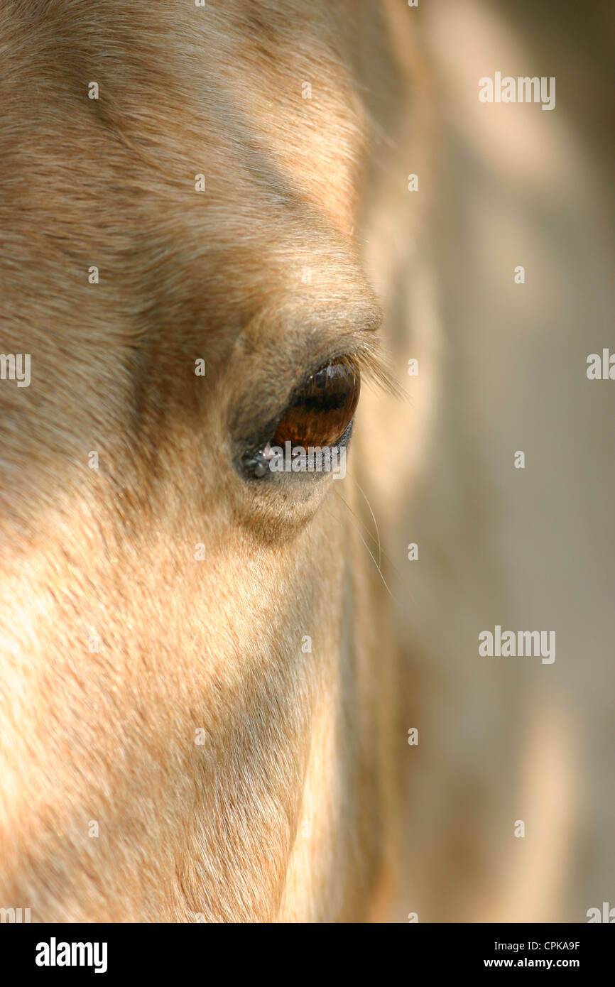 Close-up of the eye of a horse Stock Photo