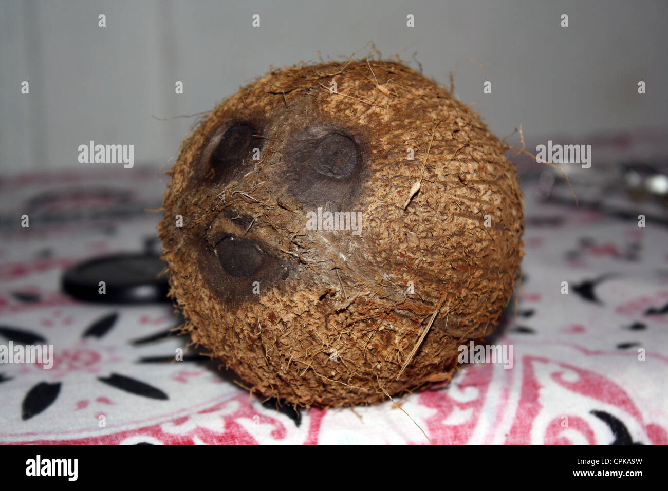 Coconut having eyes and mouth found in Kerala, India Stock Photo