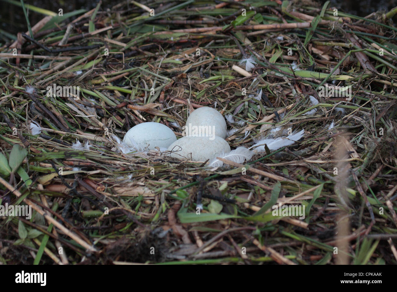 Eggs and nest of the Mute Swan Stock Photo Alamy