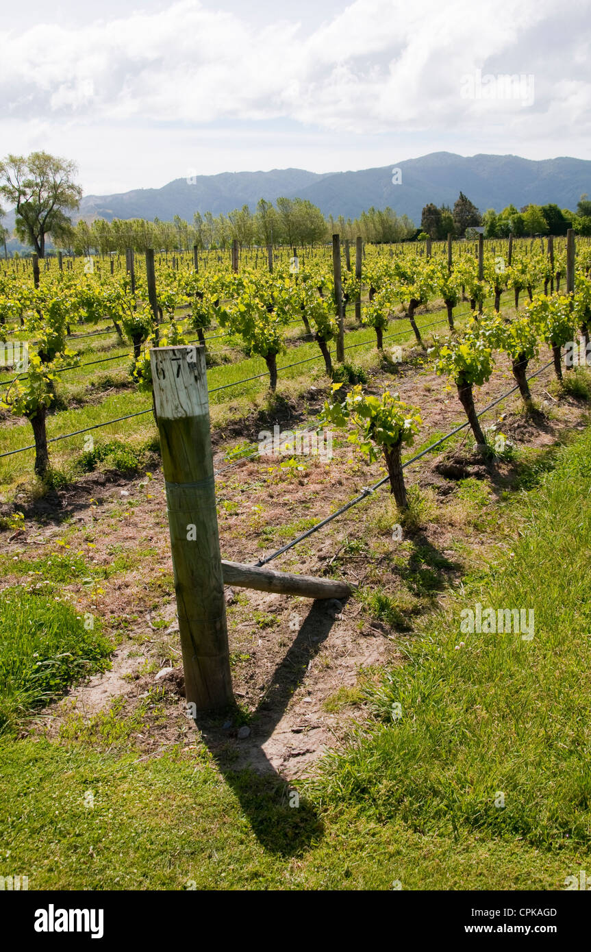 Cloudy Bay Winery ,Blenheim,South Island,New Zealand Stock Photo - Alamy