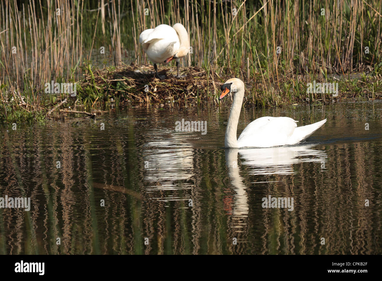 Mute Swan(s ) at the nest. Stock Photo