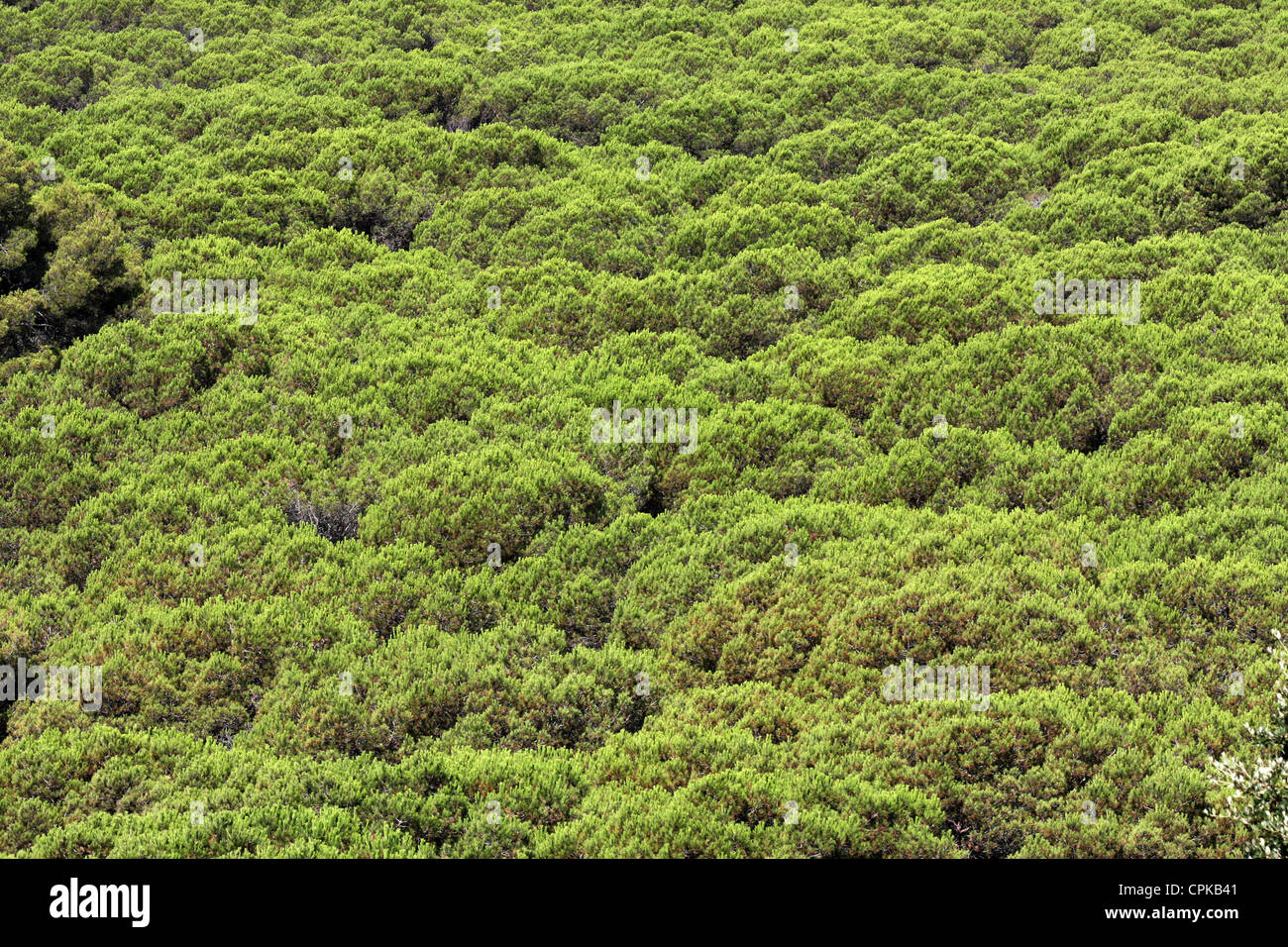 Aerial view lush forest canopy hi-res stock photography and images - Alamy