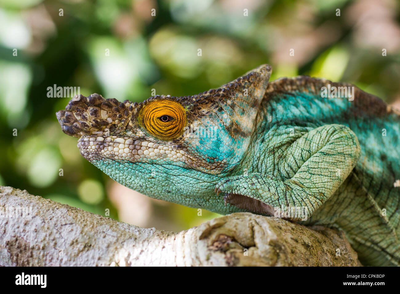 Parson's chameleon (Calumma parsonii),  Marozevo Reptile Farm, Mandraka, Madagascar Stock Photo