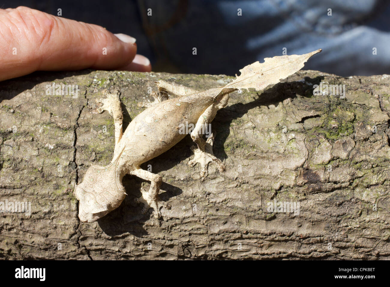 Uroplatus phantasticus, the Satanic Leaf Tailed Gecko, Marozevo Reptile Farm, Mandraka, Madagascar Stock Photo