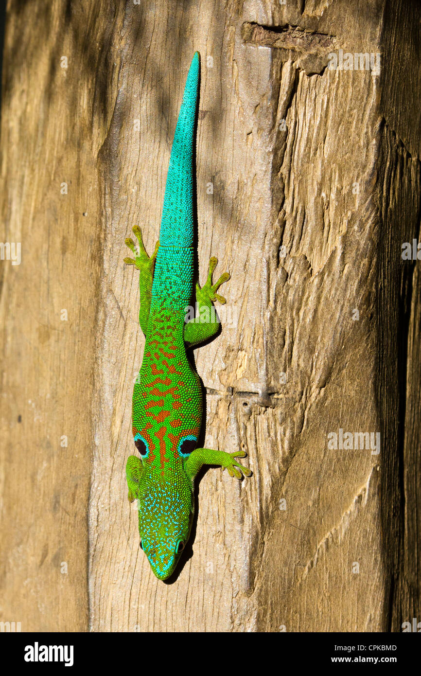 Madagascar day gecko (Phelsuma quadriocellata parva Stock Photo Alamy